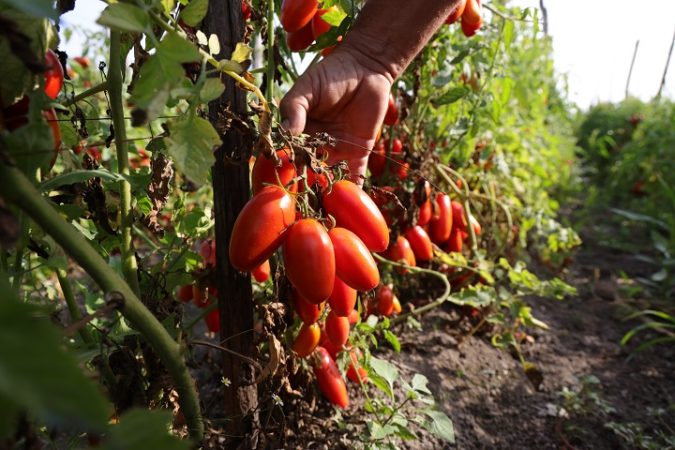 aspettando il mio san marzano